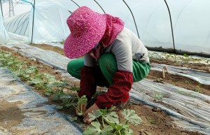 静海区子牙镇西高庄村：小西瓜“串”起甜蜜致富经